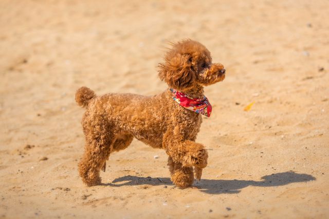 PetBooking